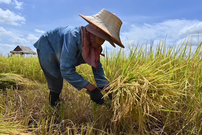 ช็อก! ข้าวถูกกว่าน้ำ ชาวนาพิจิตรขายที่นาทิ้ง — ภาพที่ 4