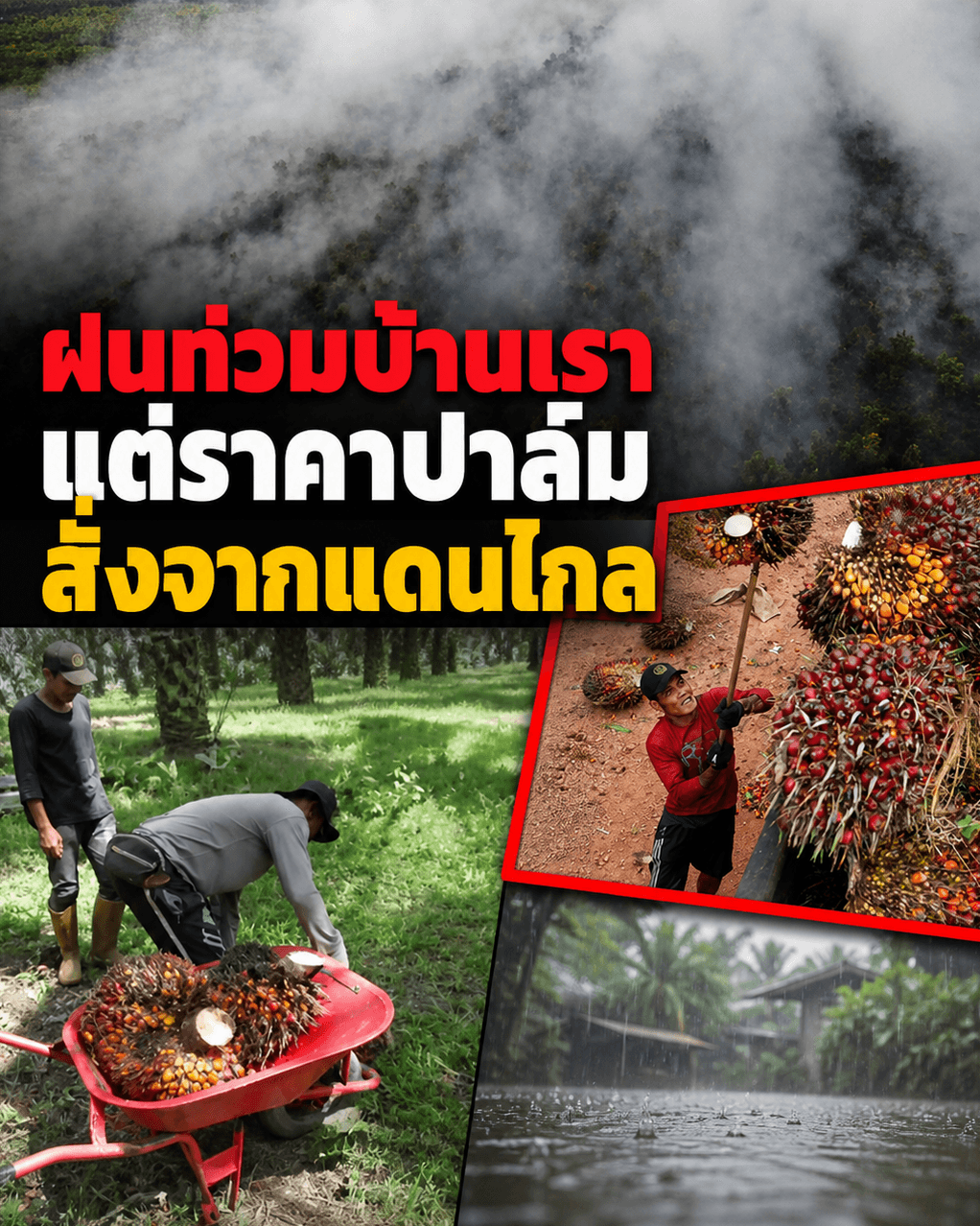 วิกฤตฟ้าฝน! ไทยจมน้ำ อินโดฯแล้งจัด ชี้ชะตาราคาปาล์ม