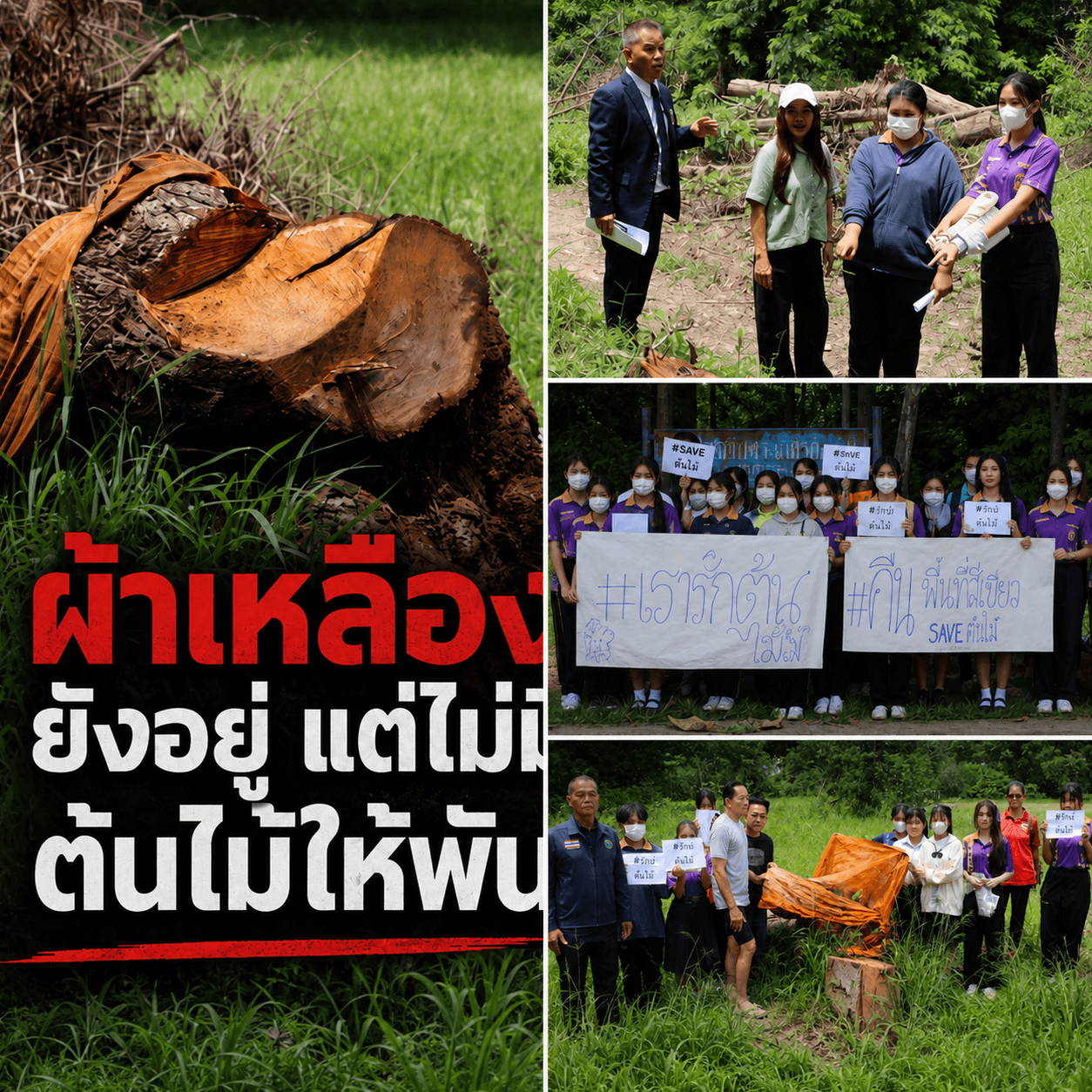 โค่นเหี้ยนต้นไม้ร้อยปี! นร.กมลาไสยประท้วงไล่ ผอ.