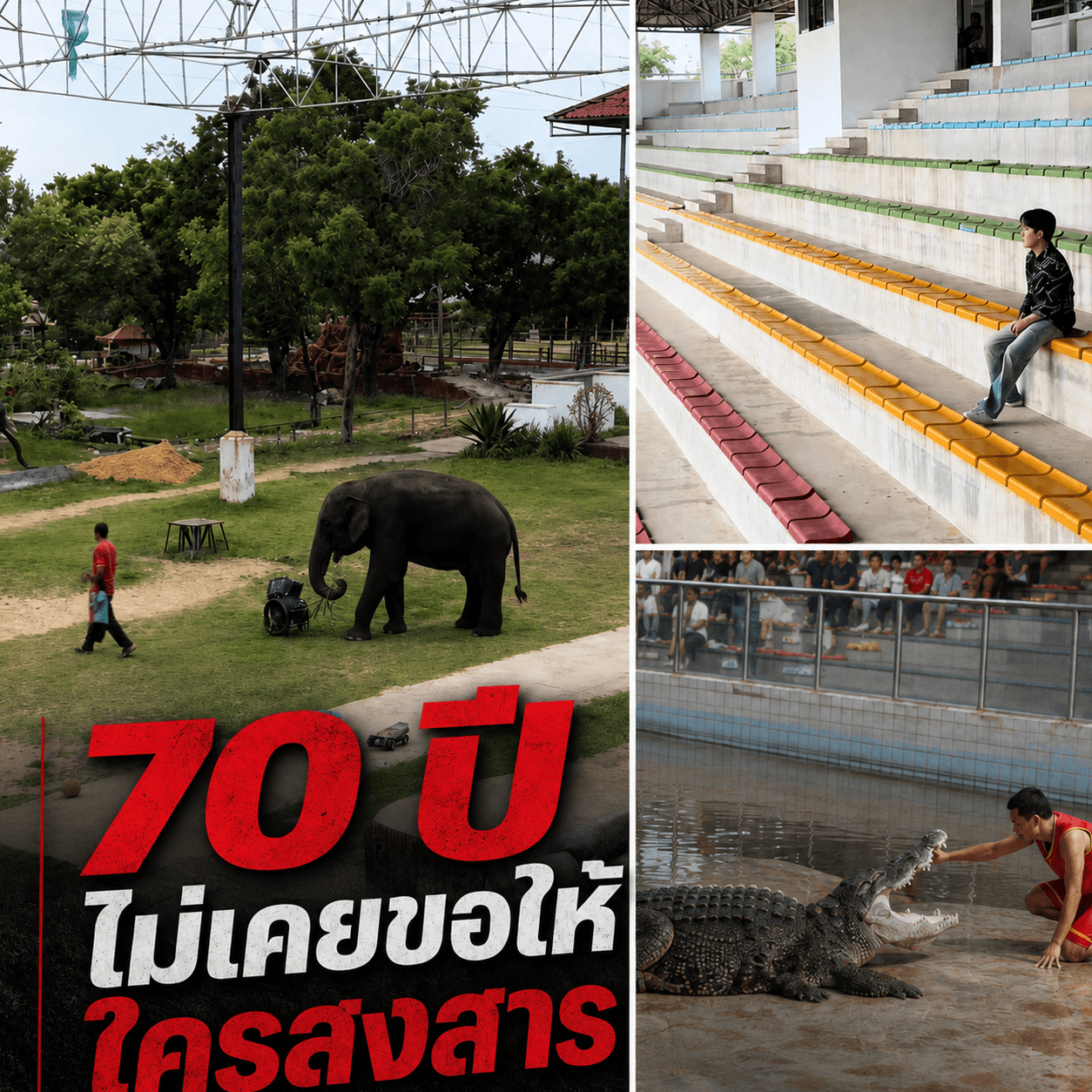 น้ำตาซึม! คนดูคนเดียวก็แสดง ฟาร์มจระเข้สมุทรปราการสู้ชีวิต