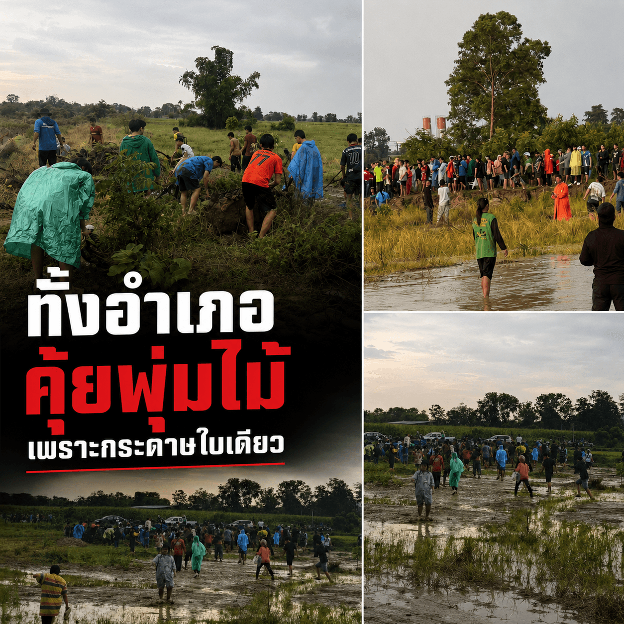 พลิกแผ่นดินล่า! ซ่อนคูปองหมูกระทะ 1.5 แสน คนแห่ค้นทั้งอำเภอ