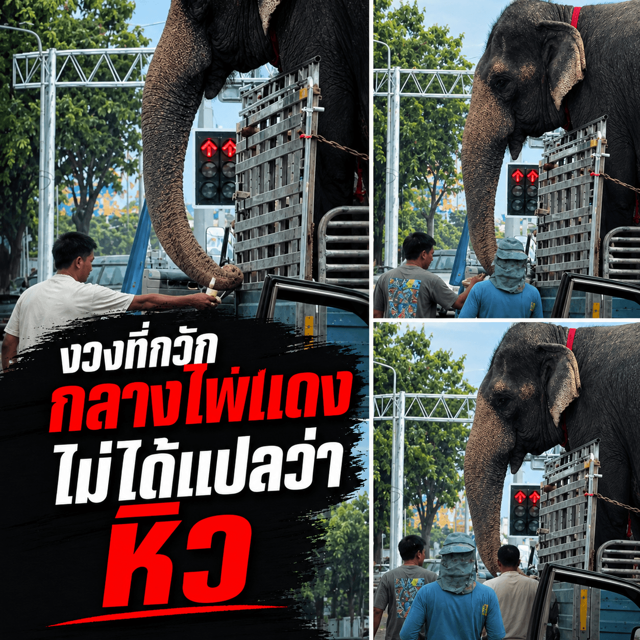 ดราม่าป้อนโดนัทช้างกลางแยกนครสวรรค์ อันตรายกว่าที่คิด!
